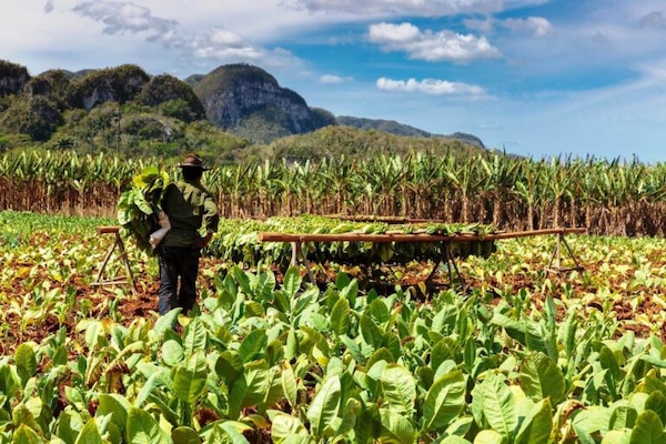 New Cuban regulations expand the land usufruct system and marketing powers for economic actors in the agricultural sector. Photo: ANAP