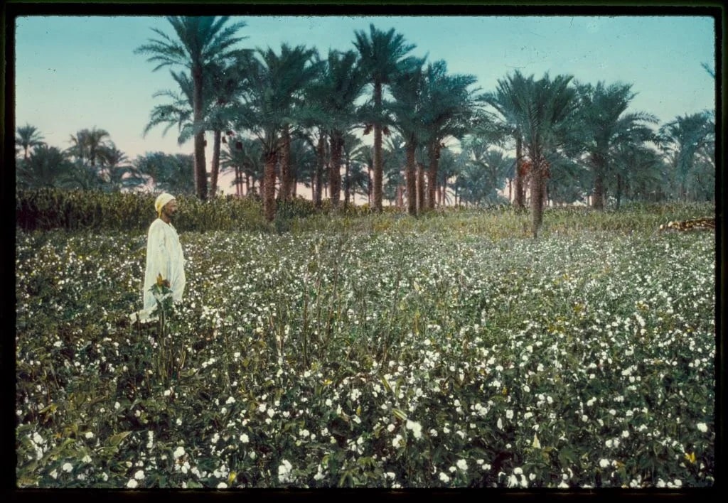 Library of Congress/CC Egyptian farmer in cotton field, Luxor, 1950.
