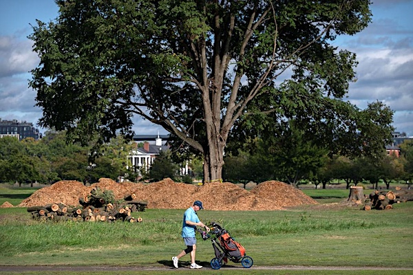 A golfer walks past cut down trees and piles of wood chips at the East Potomac Golf Links, Monday, Oct. 12, 2026, in Washington. Mark Schiefelbein - AP