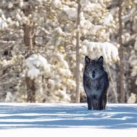 A gray wolf prowls the winter forest (Photo courtesy of National Park Service)