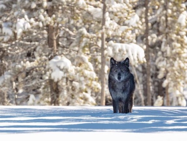 A gray wolf prowls the winter forest (Photo courtesy of National Park Service)