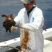 Dr. Brian Stacy, NOAA veterinarian, prepares to clean an oiled Kemp's Ridley turtle. Veterinarians and scientists from NOAA, the Florida Fish and Wildlife Commission, and other partners working under the Unified Command are capturing heavily-oiled young turtles 20 to 40 miles offshore as part of ongoing animal rescue and rehabilitation efforts. Credit: NOAA and Georgia Department of Natural Resources.