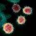 This colorized transmission electron microscope image shows SARS-CoV-2—also known as 2019-nCoV, the virus that causes COVID-19.